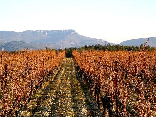 Jour 3 : Vignes de Rasteau <