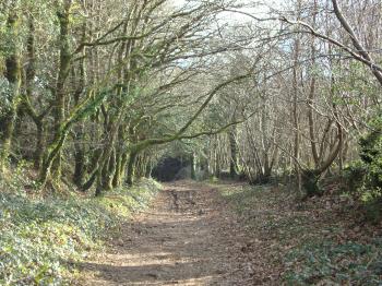 le-bois-du-nevet