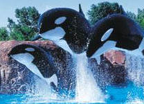 marineland