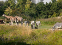 Parc zoologique de Thoiry