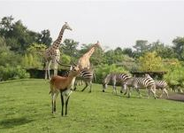 zoo de bordeaux pessac