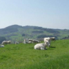 espace-museographique-de-la-maison-du-charolais charolles