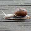 le-musee-de-l-escargot-en-champagne dormans