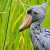 le-musee-ornithologique-charles-payraudeau la-chaize-le-vicomte