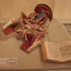 le-musee-de-l-ecorche-d-anatomie le-neubourg