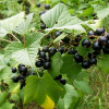 le-cassissium nuits-saint-georges