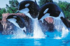 parc-marineland antibes