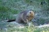 parc-la-montagne-aux-marmottes le-sauze-du-lac