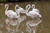 parc-ornithologique-de-pont-de-gau saintes-maries-de-la-mer