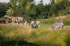 parc-zoologique-de-thoiry thoiry