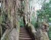 la-foret-des-singes rocamadour