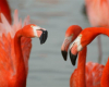 le-parc-des-oiseaux villars-les-dombes