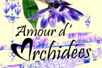 amour-d-orchidees