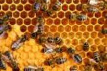 apiculture-a-la-ferme-pedagogique