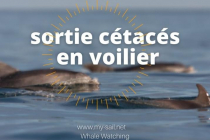 a-la-rencontre-des-cetaces-en-mediterranee