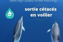 a-la-rencontre-des-cetaces-en-mediterranee