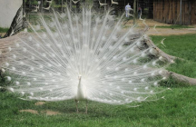 zoo-du-bois-d-attily ferolles-attilly