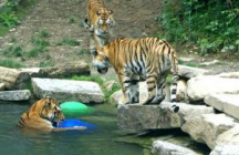 parc-zoologique-et-botanique-de-mulhouse mulhouse