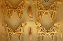 musee-des-papillons saint-quentin