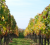 A la découverte du vignoble de Bordeaux