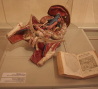 le-musee-de-l-ecorche-d-anatomie le-neubourg