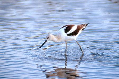 circuit-de-l-avocette