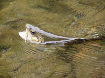 peche-sur-le-lac