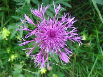 decouvrir-la-flore-du-queyras