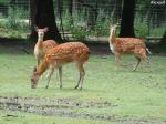 le-parc-animalier-de-la-haute-touche