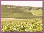 le-vignoble