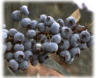 myrtilles-et-autres-fruits