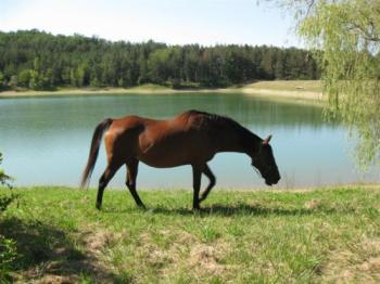 cheval-en-lomagne