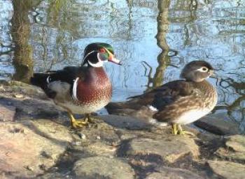 le-parc-ornithologique-de-bretagne