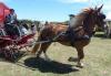 la-foire-aux-pottocks