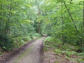 foret-du-trait-maulevrier foret-du-trait-maulevrier