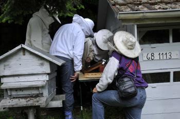 cours-d-apiculture
