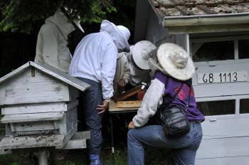 cours-d-apiculture cours-d-apiculture