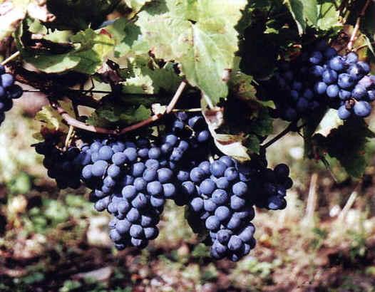 la-vigne