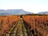 Jour 3 : Vignes de Rasteau