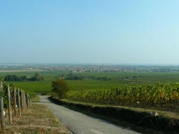scherwiller-une-cite-sur-la-route-des-vins scherwiller-une-cite-sur-la-route-des-vins