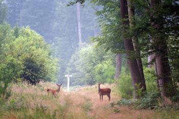 la-foret-domaniale