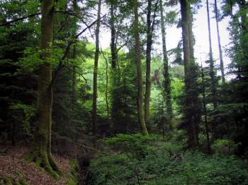 la-foret-de-chabrieres