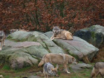 les-loups-de-chabrieres