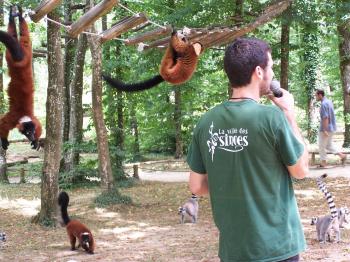 le-parc-animalier-a-ne-pas-rater-la-vallee-des-singes