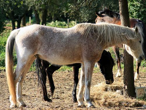 Jour 3 : chevaux <