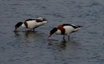 lilleau-des-niges-le-paradis-des-oiseaux-et-des-ornithologues