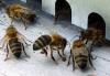 les-ateliers-de-l-abeille