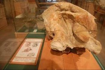 musee-de-paleontologie-a-chilhac