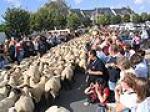 la-transhumance-des-moutons