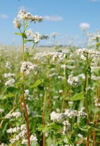 la-foret-et-apiculture